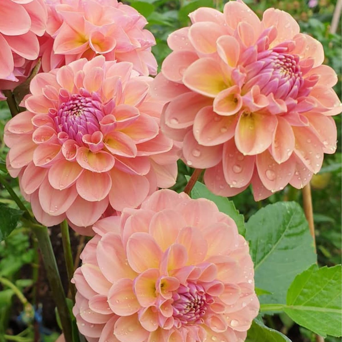 Dahlia- Breannon (Tuber)